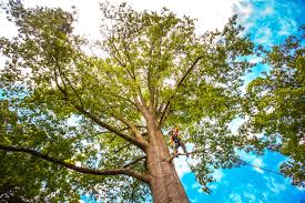 Professional Tree Services in Richland, GA