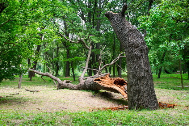 How Our Tree Care Process Works  in  Richland, GA