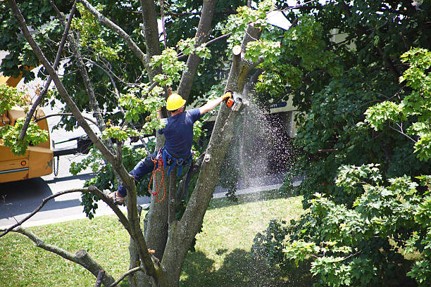 Tree and Shrub Care in Richland, GA